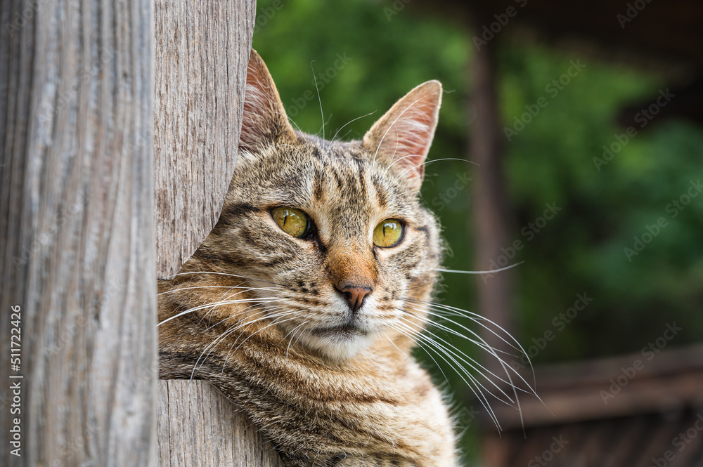 Katzenkopf einer getigerten Katze auf einer Holzbank