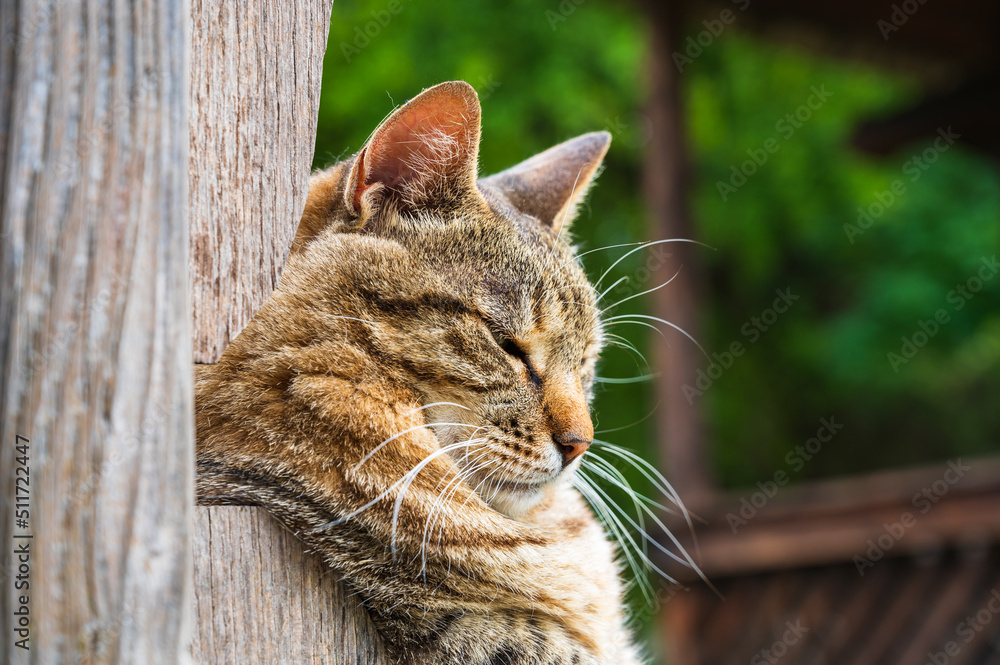 Katzenportrait einer getigerten Hauskatze beim Dösen