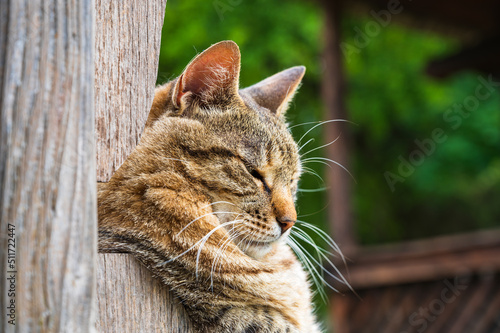 Obraz na płótnie Katzenportrait einer getigerten Hauskatze beim Dösen w salonie
