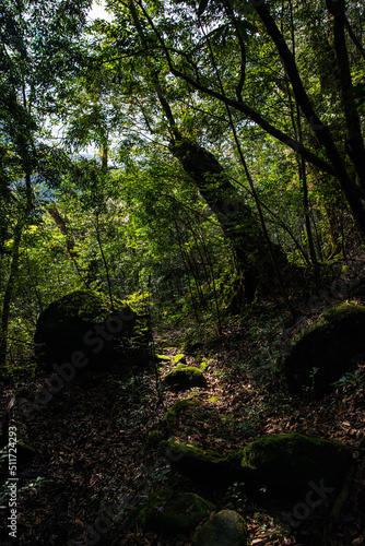 forest in the morning