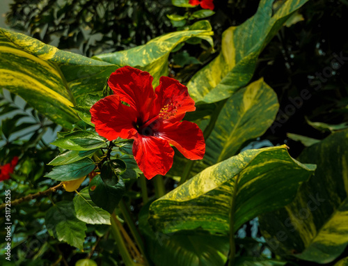 Chinese Rose or Chinese Hibiscus, latin name Hibiscus Rosa-Sinensis. Big Red Extotic Flower on a Background of Green Leaves. Sunny Tropical Evergreen Garden with Red Rose Mallows. 