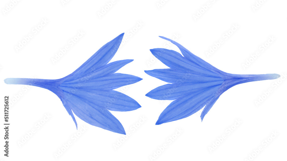 Blue cornflower petals isolated on white background, top view. Background of blue cornflower petals isolated on white. Set of blue cornflower petals isolated on white background, top view. Blue cornflower petals isolated on white background, top view. Background of blue cornflower petals isolated on white. Set of blue cornflower petals isolated on white background, top view.