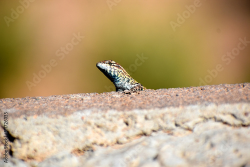 lizard on a wall
