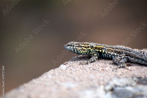 lizard on a brick 