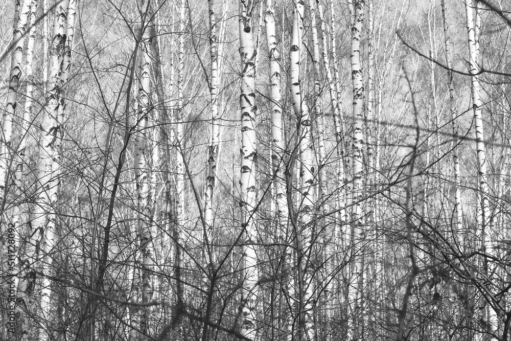 Young birches with black and white birch bark in winter in birch grove against background of other birches Young birches with black and white birch bark in winter in birch grove against background of other birches
