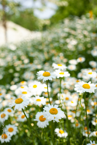 Blooming chamomile. Camomile field. Delicate floral background