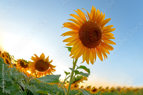 blooming sunflowers against the backdrop of a sunny cloudy sky. Agronomy  agriculture