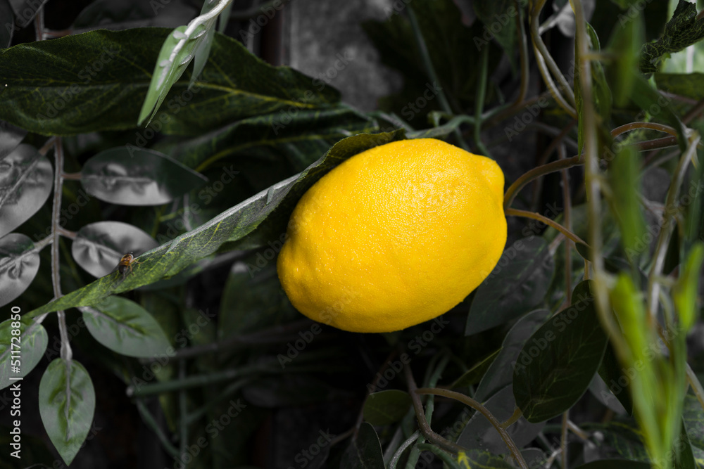 Lemon  fruits made of plastic and artificial materials on a tree.