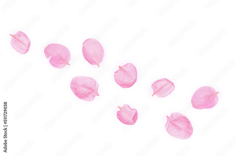 Apple tree petals isolated on white background. Flower composition. Apple tree petals isolated on white background. Flower composition.