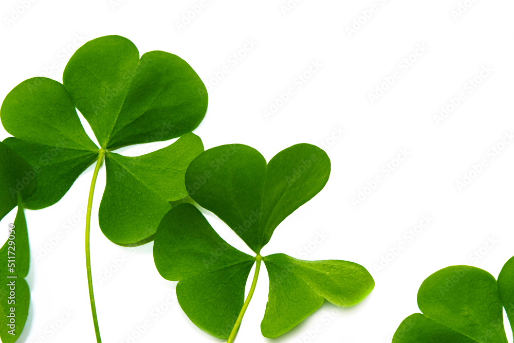 green clover leaves isolated on white background. St.Patrick 's Day green clover leaves isolated on white background. St.Patrick 's Day