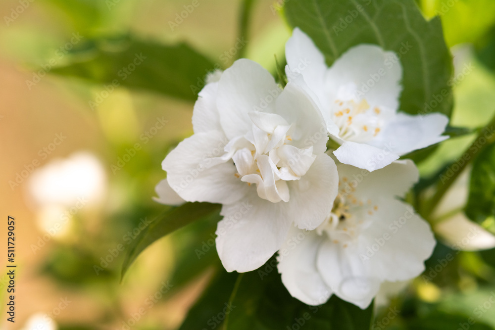 Philadelphus coronarius (sweet mock orange, English dogwood). Closeup of Sweet mock-orange (Philadelphus coronarius) flowers in mild sunday summer sunlight. Philadelphus coronarius (sweet mock orange, English dogwood). Closeup of Sweet mock-orange (Philadelphus coronarius) flowers in mild sunday summer sunlight.