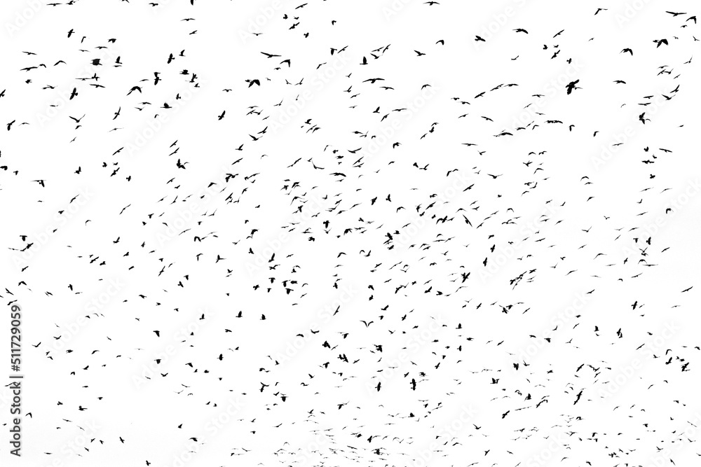 large flock of crows large flock of crows