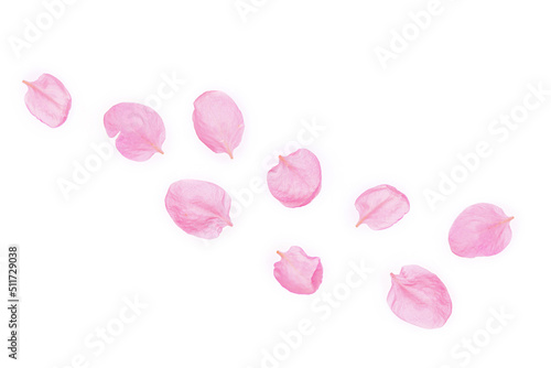 Apple tree petals isolated on white background. Flower composition.