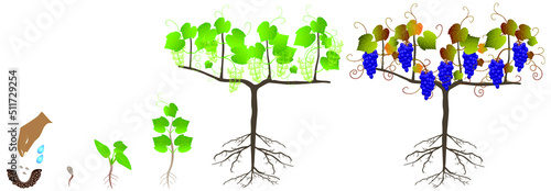 Growth cycle of a plant of grapes from seeds on a white background.
