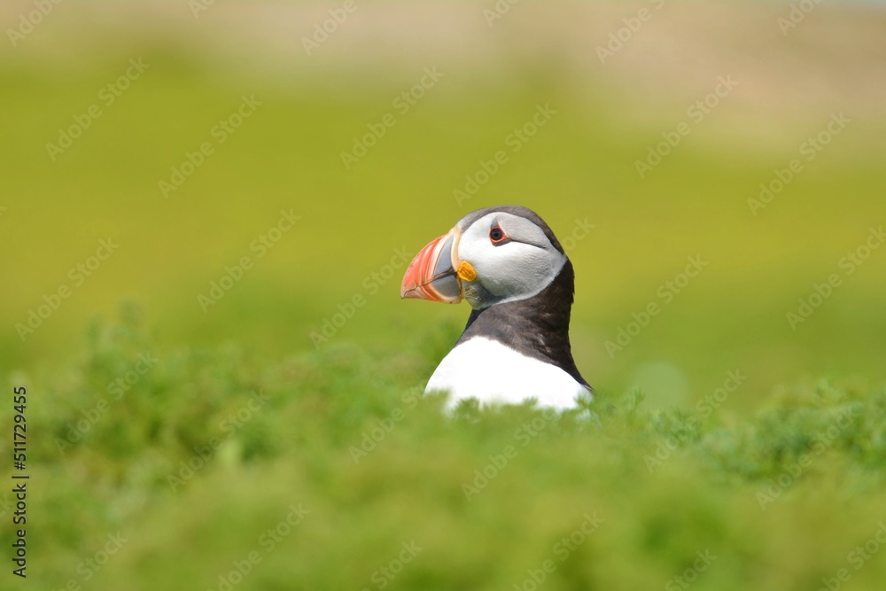 Fototapeta premium atlantic puffin bird