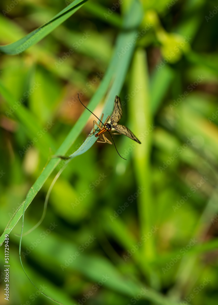 dragonfly on a green leaf dragonfly on a green leaf