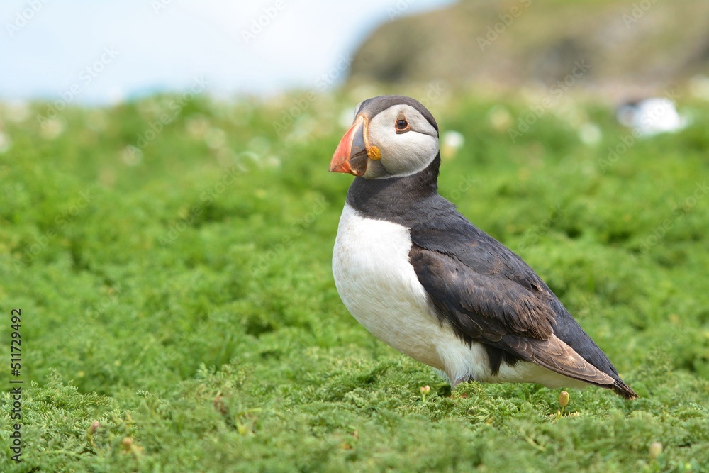 Obraz premium atlantic puffin or common puffin