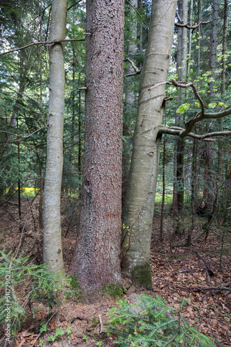 three trees grow from one place in the forest. two beeches and spruces in the Carpathians © almostfuture
