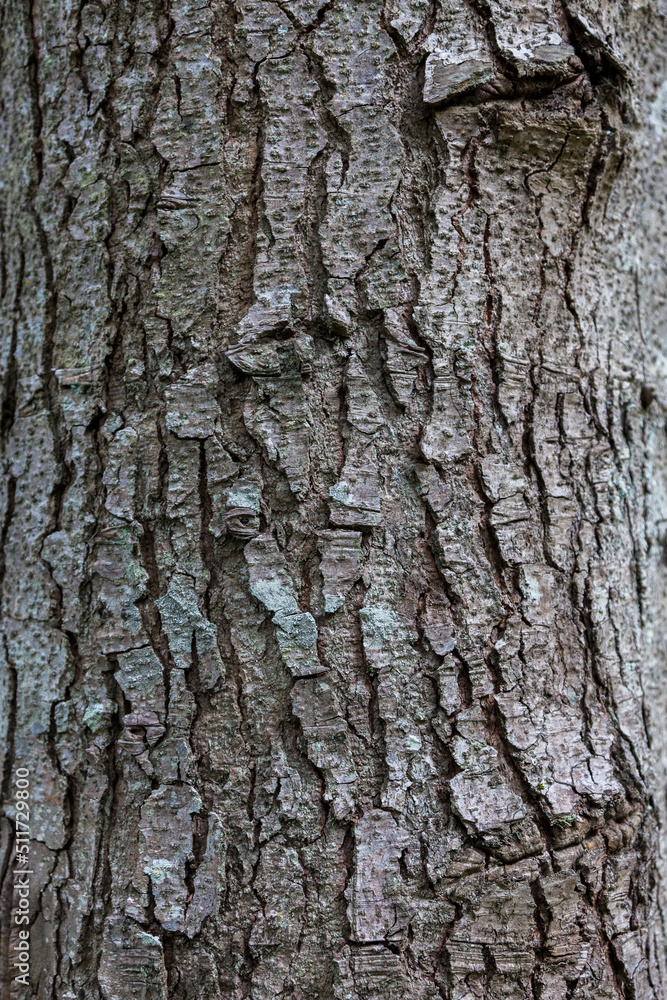 Spruce tree bark close up the exfoliating bark of the tree light gradient natural structure texture Spruce tree bark close up the exfoliating bark of the tree light gradient natural structure texture