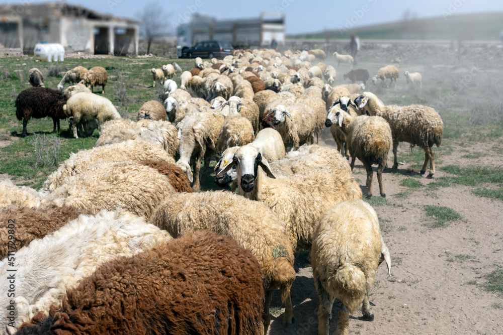 Fototapeta premium View of flock of sheep. Sheep or domestic sheep are domesticated, ruminant mammals typically kept as livestock. Although the term sheep can apply to other species in the genus Ovis.