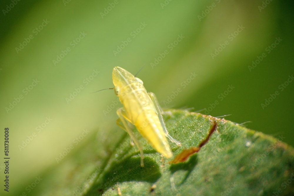 Naklejka premium Yellow leafhopper on a leaf in a field in Cotacachi, Ecuador