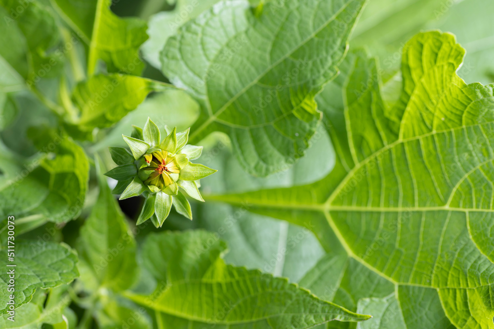 Mexican sunflower blooming for summer Mexican sunflower blooming for summer
