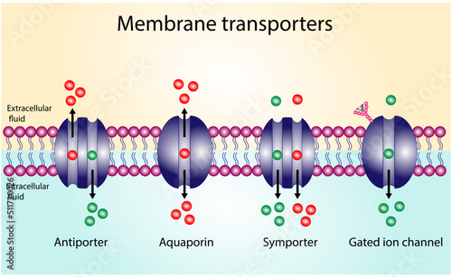 Membrane transporters of ions and molecules across cell membranes. Types of cell membrane channels:  Aquaporin, Gated ion channel, Symporter and Antiporter.