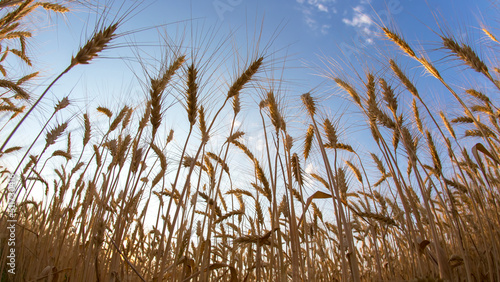 Growing wheat against the background of the cloudy sky. Agronomy and agriculture. Food industry.