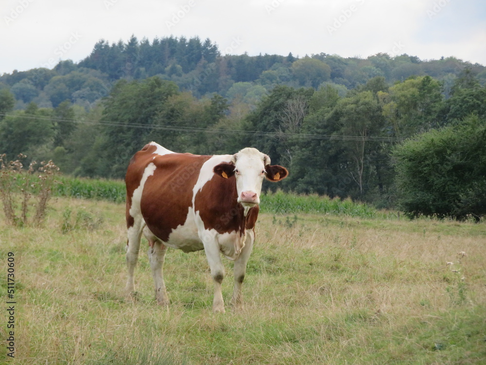 animal cow farm meadows boil milk meat feed production