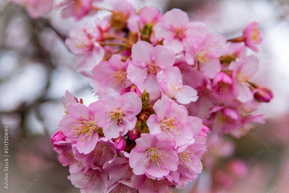 Obraz premium 彼岸桜