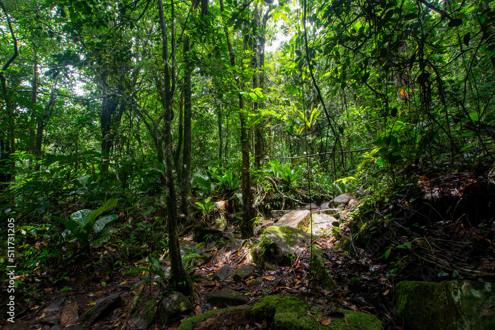 Walk through the rain forest. Navigating the river. Venezuelan jungle.