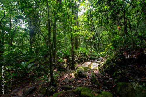 Walk through the rain forest. Navigating the river. Venezuelan jungle.