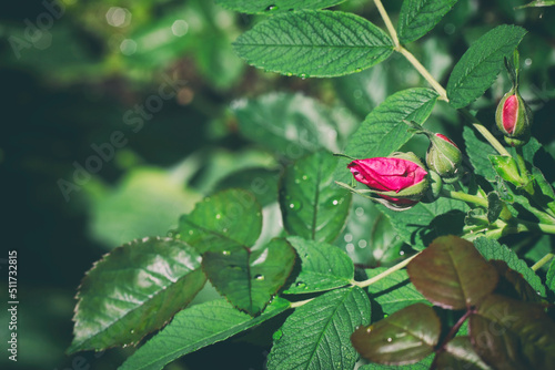 rose bud on rosehip bush in city park