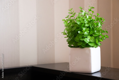 Flowerpot with a plant in the room