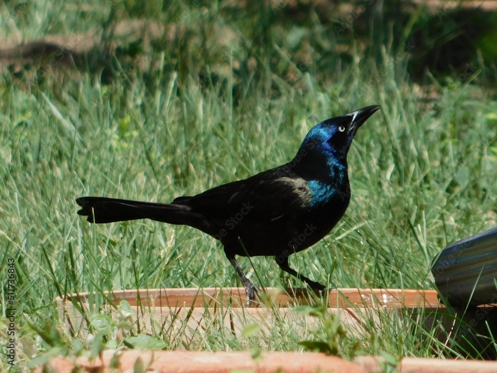 Obraz premium crow on the grass