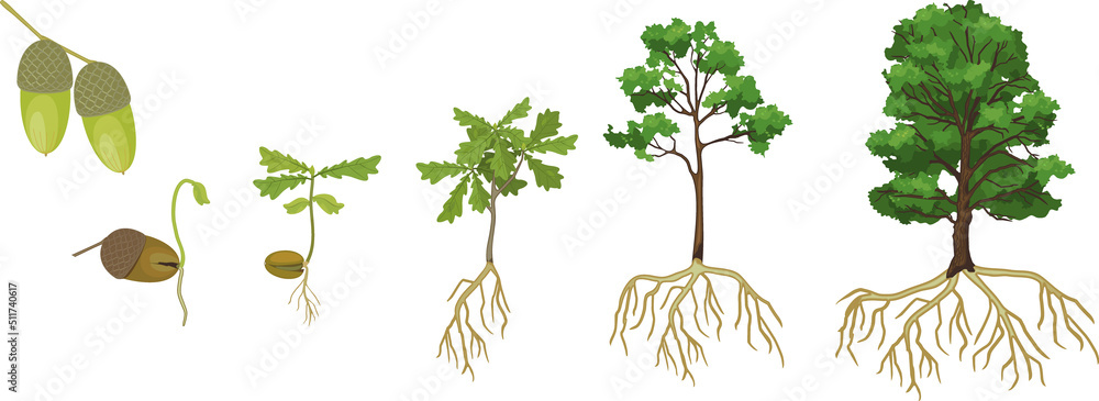 Life cycle of oak tree. Growth stages from acorn and sprout to old tree  with root system isolated on white background Stock-Vektorgrafik | Adobe  Stock