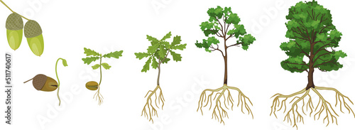 Life cycle of oak tree. Growth stages from acorn and sprout to old tree with root system isolated on white background