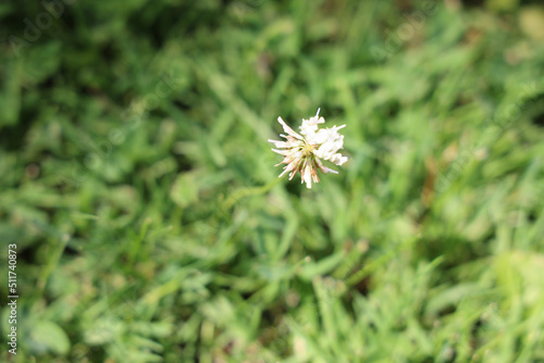Trifolium repens  clover white  flower plant 