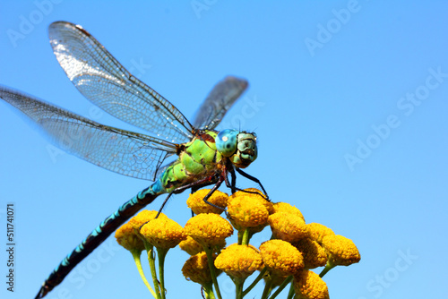 dragonfly on yellow flower macro photo