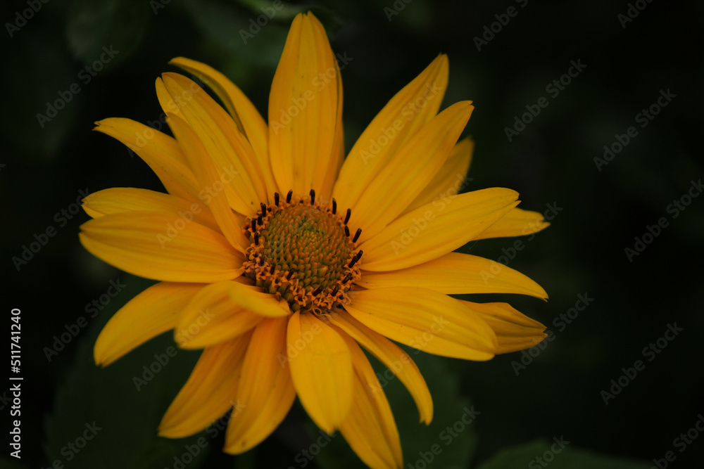Obraz premium yellow flower on a green background