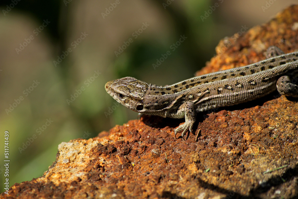 lizard on the stone lizard on the stone