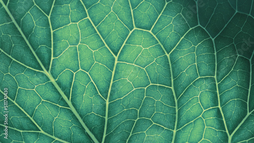 Plant leaf structure close-up. Mosaic pattern of cells nerve and veins. Abstract background on a vegetable theme. Beautiful nature backdrop. Green tinted wallpaper. Horseradish leaf structure. Macro