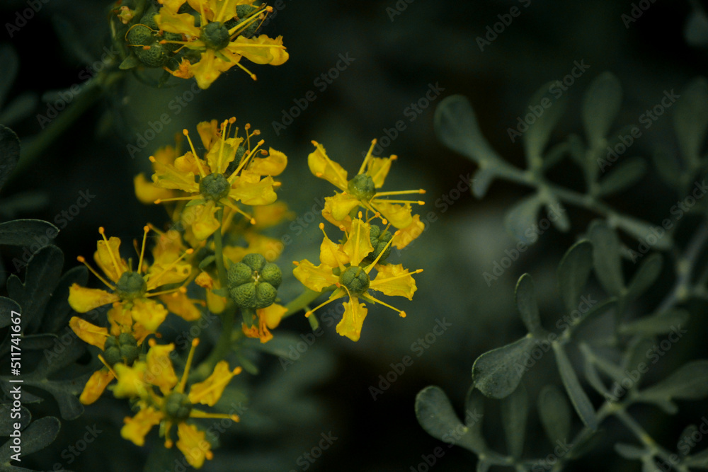 Obraz premium yellow leaves on a tree