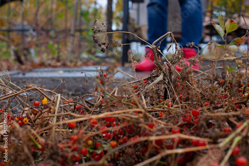 Dry cut bushes.Legs of farmer in blue jeans and red rubber boots against background of small withered tomatoes in garden on rainy autumn day. 