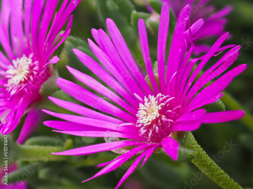 pink flower of a Delosperma
