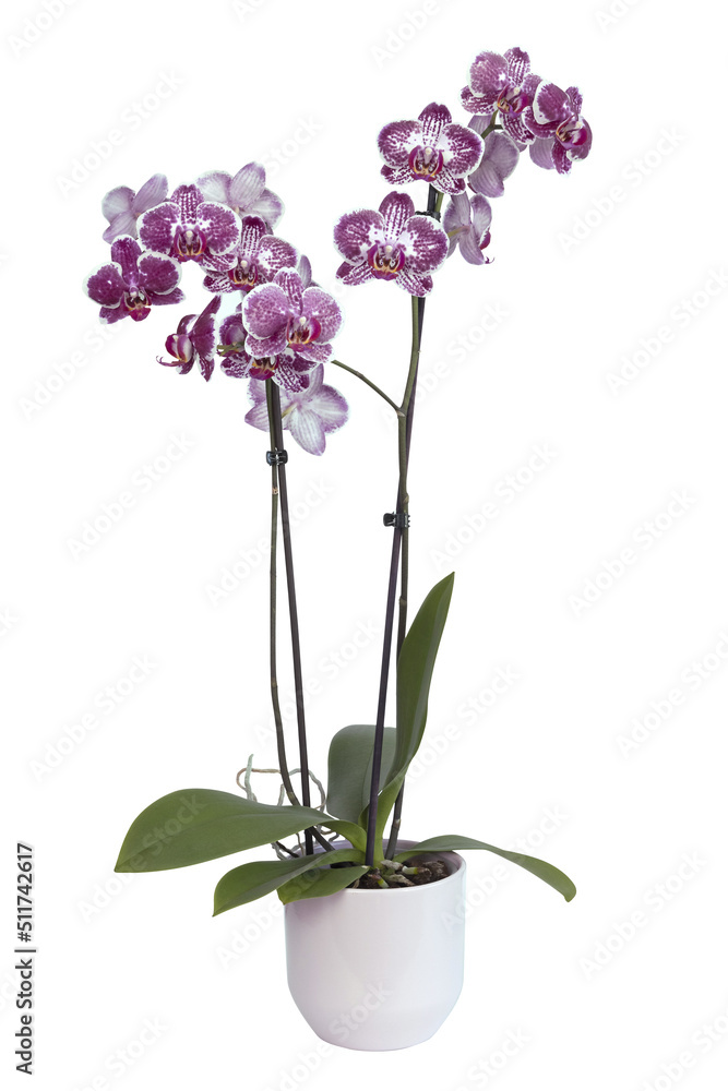 Orchidée Phalaenopsis mauve et blanche Orchidée Phalaenopsis mauve et blanche