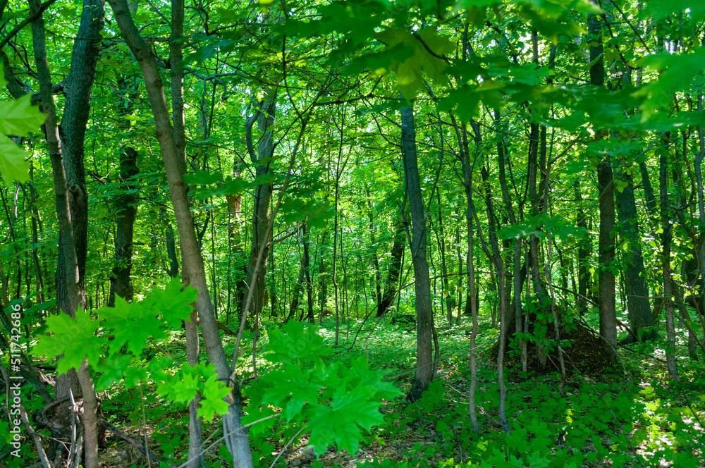 A forest in Samarskaya Luka National Park! A forest in Samarskaya Luka National Park!