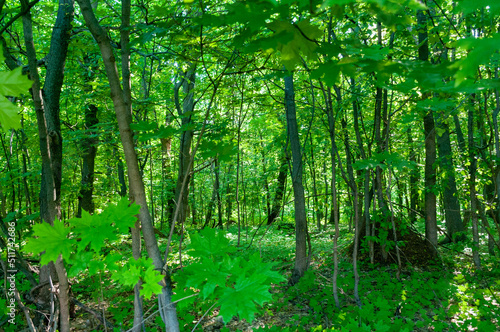 Fototapeta Naklejka Na Ścianę i Meble -  A forest in Samarskaya Luka National Park!