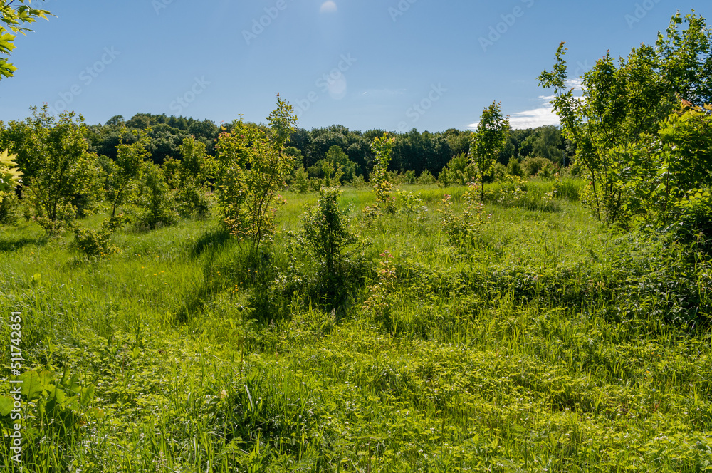 Obraz premium A forest in Samarskaya Luka National Park!