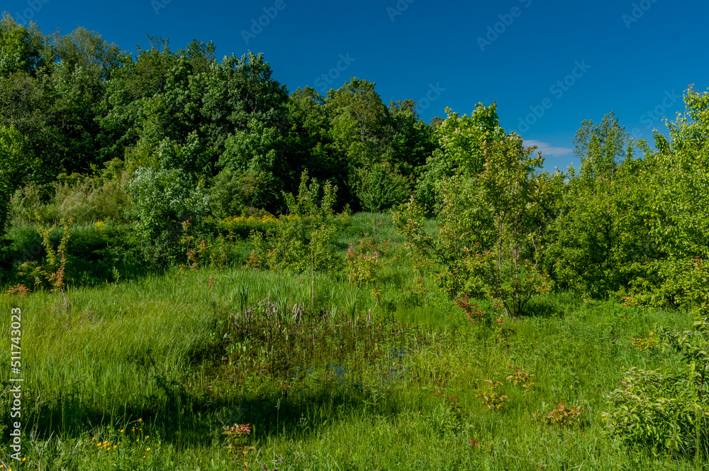 A forest in Samarskaya Luka National Park! A forest in Samarskaya Luka National Park!